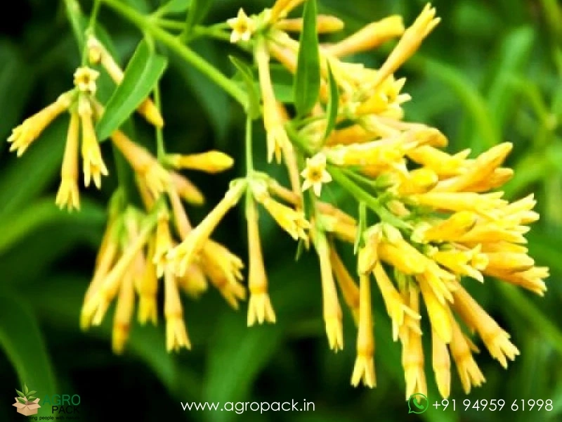 Night-Blooming-Jasmine4
