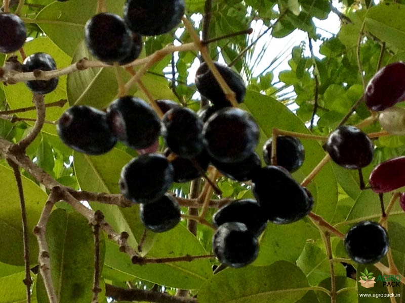 Njaaval3