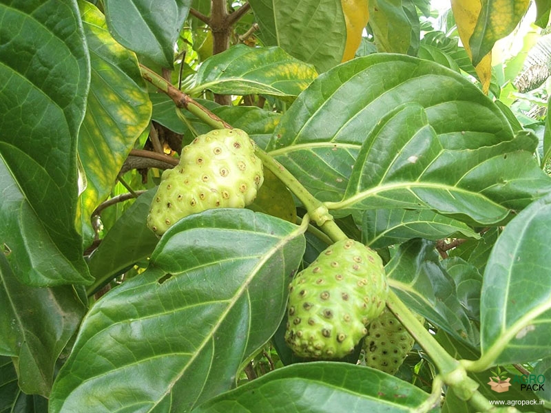 Noni1