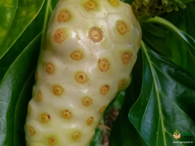 Noni2