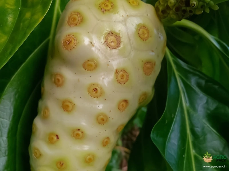 Noni2