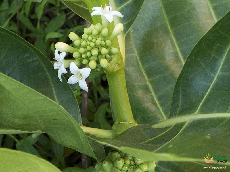 Noni3