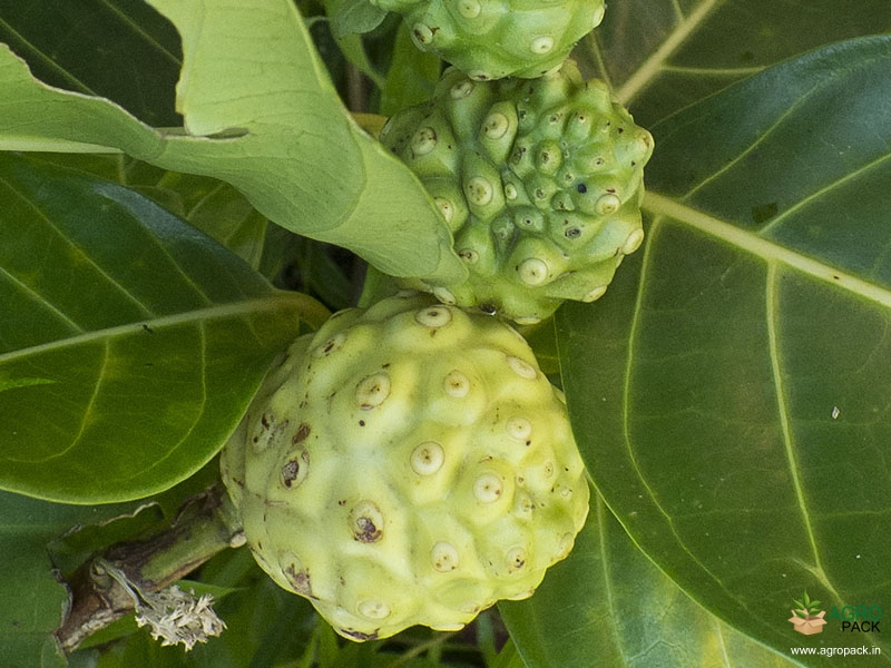 Noni4