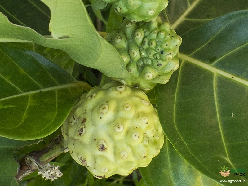 Noni4