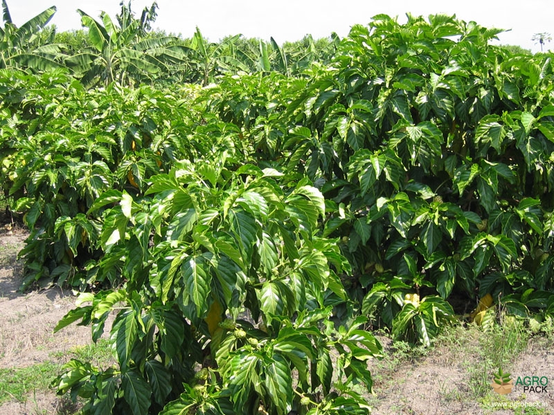Noni5