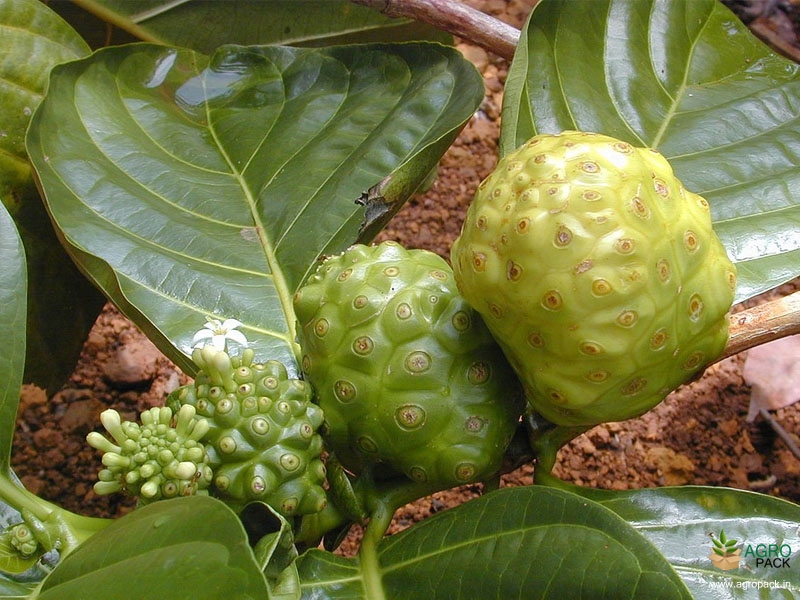 Noni6