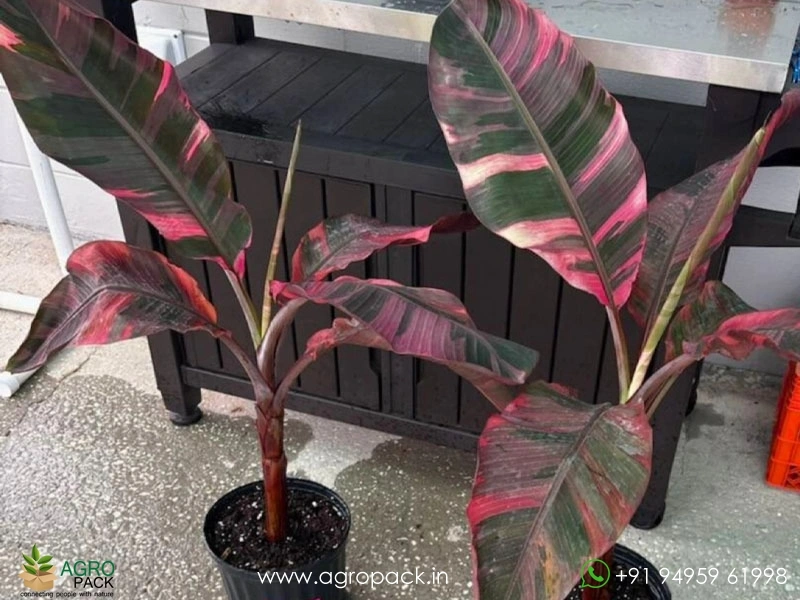 Nono-Pink-Variegated-Banana1