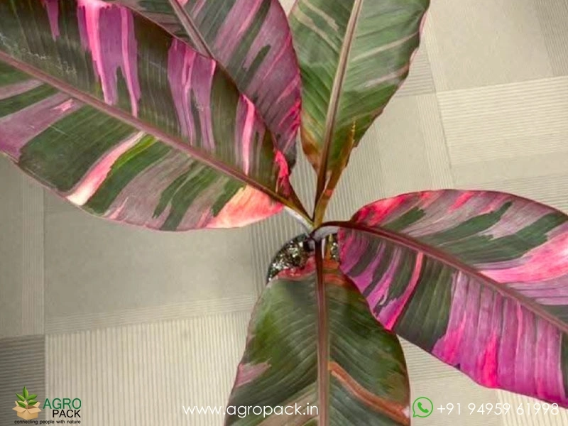 Nono-Pink-Variegated-Banana3