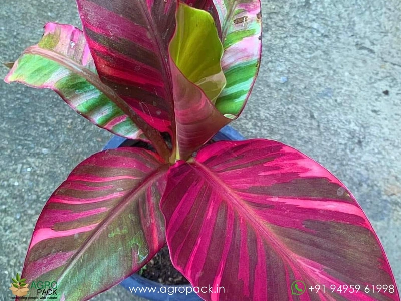 Nono-Pink-Variegated-Banana4