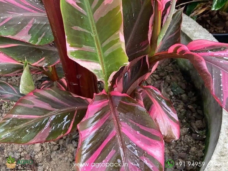 Nono-Pink-Variegated-Banana5