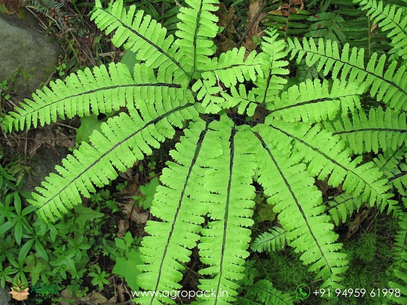 Northern-Maidenhair-Fern2