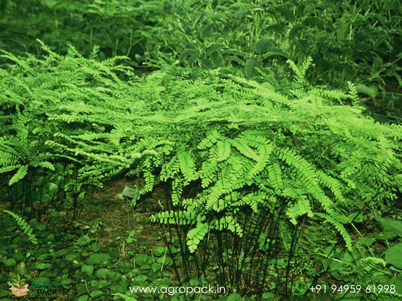 Northern-Maidenhair-Fern3