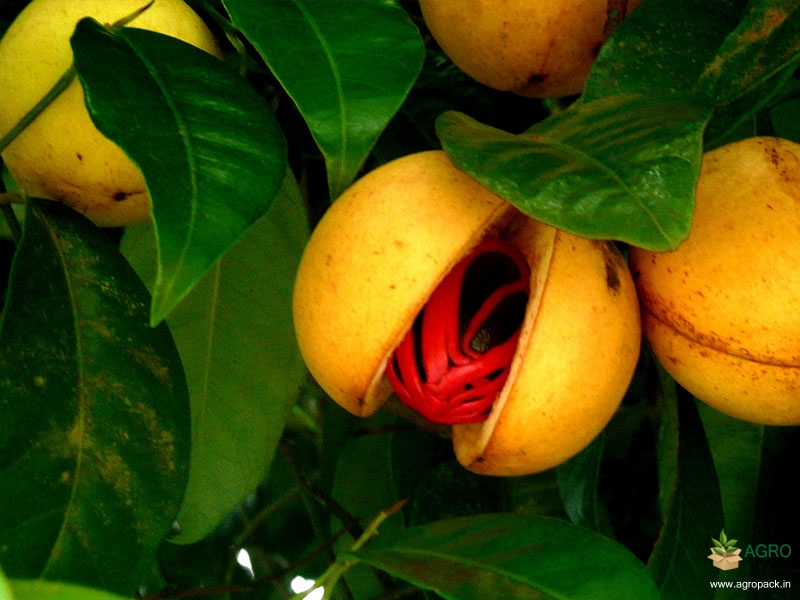 Nutmeg5