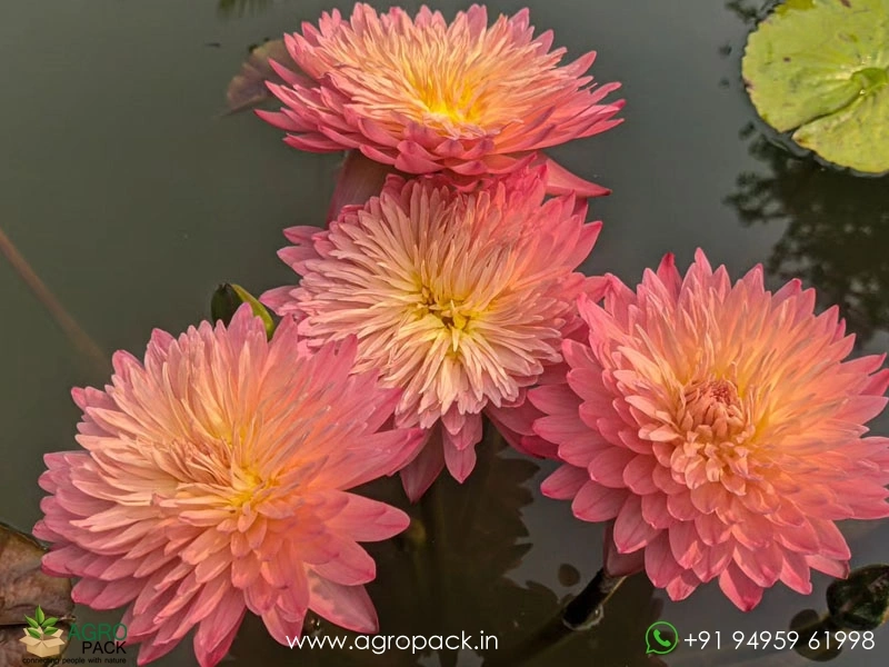 Nymphaea-Hassabadin-Water-Lily2