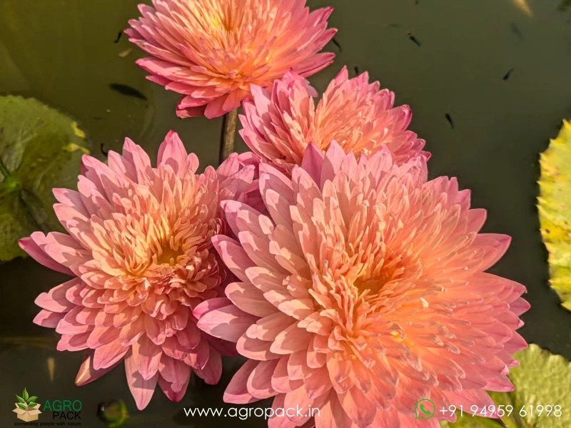 Nymphaea-Hassabadin-Water-Lily3