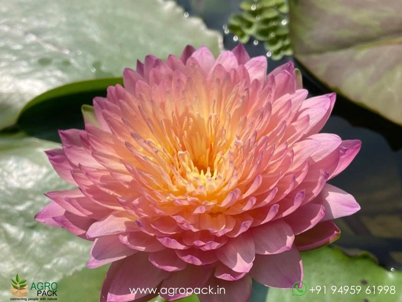 Nymphaea-Hassabadin-Water-Lily4