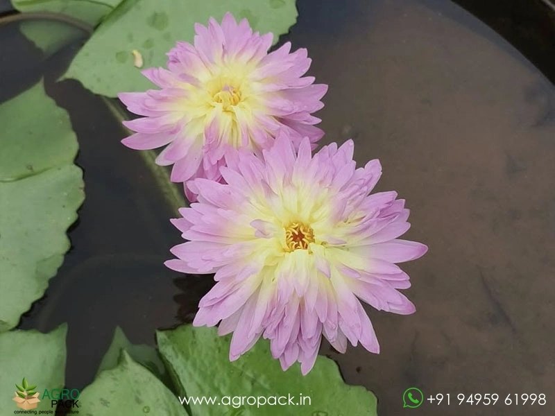 Nymphaea-Heize-Pink-Water-Lily1