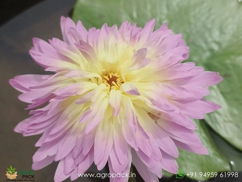 Nymphaea-Heize-Pink-Water-Lily2