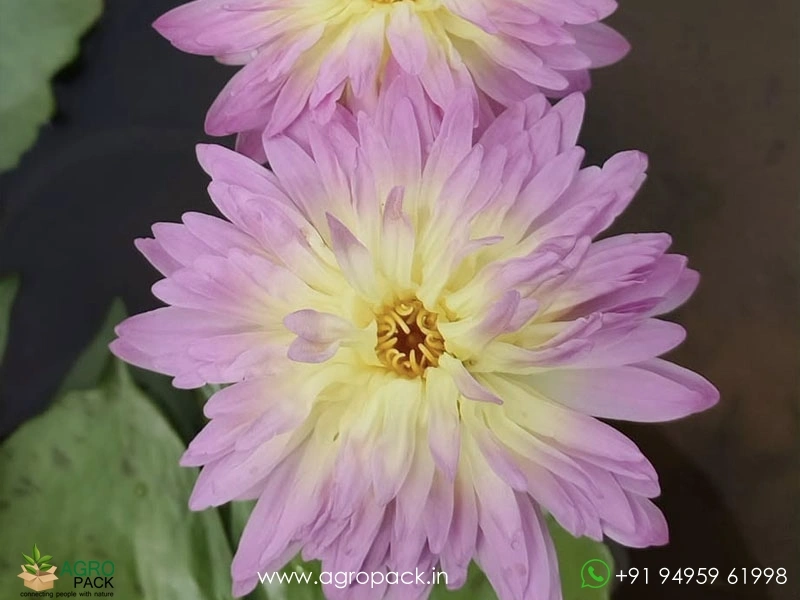 Nymphaea-Heize-Pink-Water-Lily3