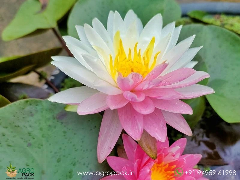 Nymphaea-Jakkaphong-Water-Lily1