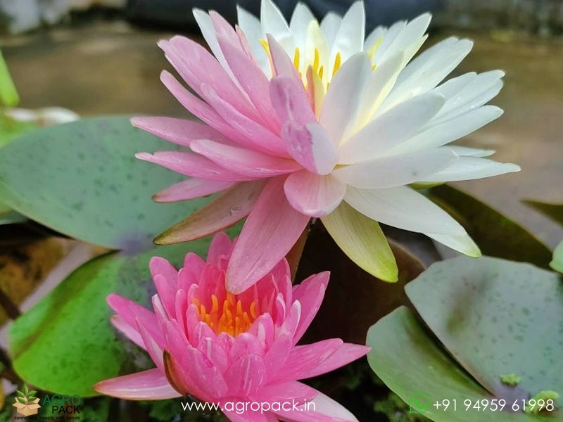 Nymphaea-Jakkaphong-Water-Lily2