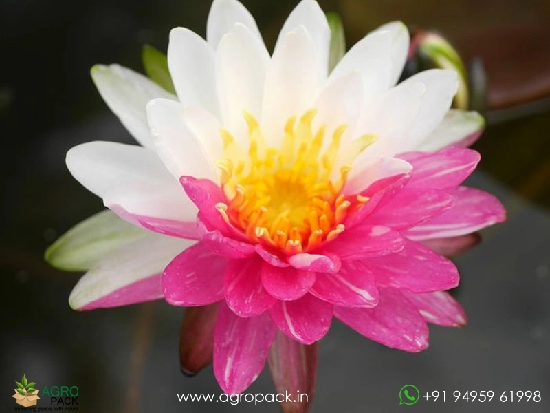 Nymphaea-Jakkaphong-Water-Lily4