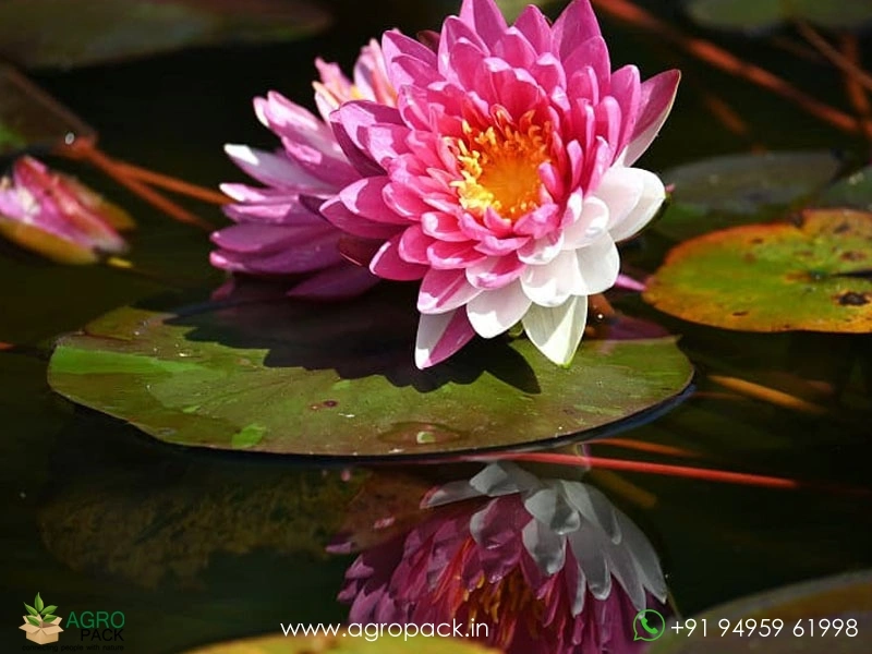 Nymphaea-Jakkaphong-Water-Lily5