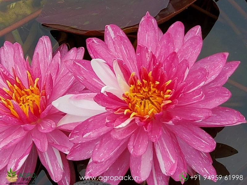 Nymphaea-Jakkaphong-Water-Lily6
