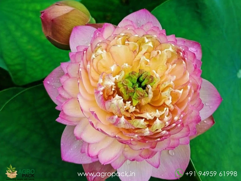 Octopus-Tropical-Lotus1