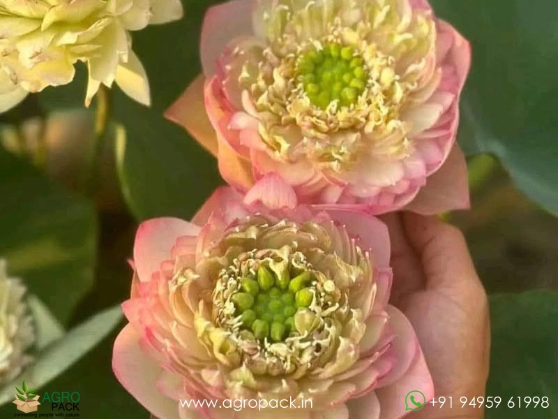 Octopus-Tropical-Lotus2