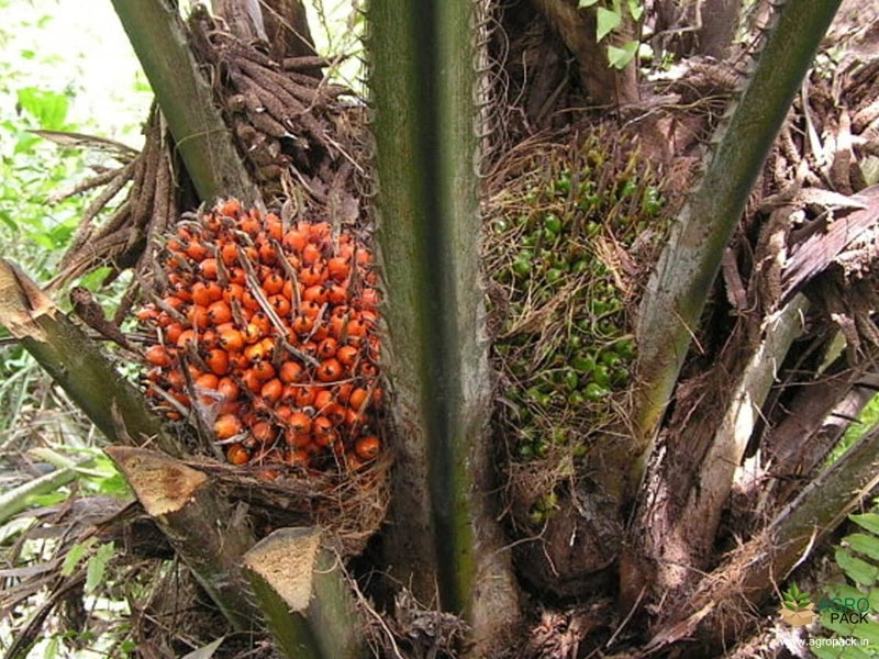 Oil-Palm1