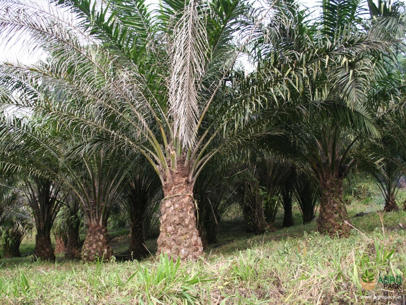 Oil-Palm2