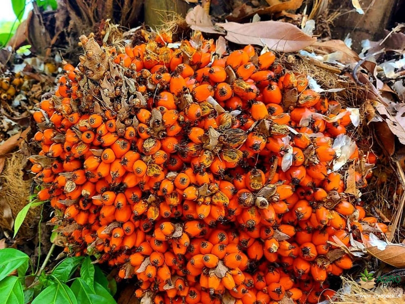 Oil-Palm3
