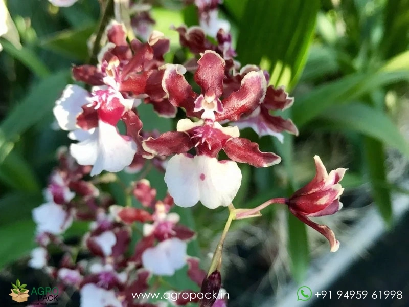 Oncidium-Sharry-Baby-Orchid2