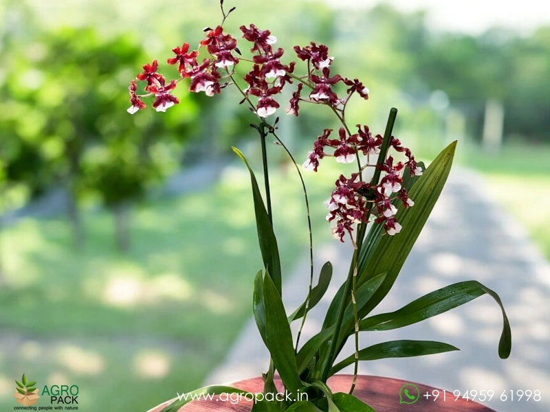 Oncidium-Sharry-Baby-Orchid6