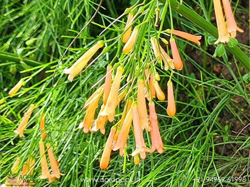 Orange--Russelia1