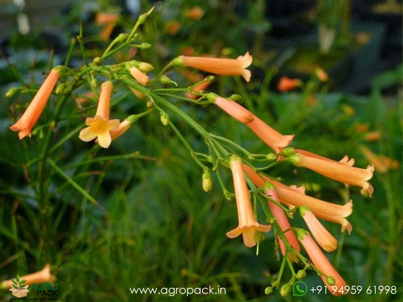 Orange--Russelia2