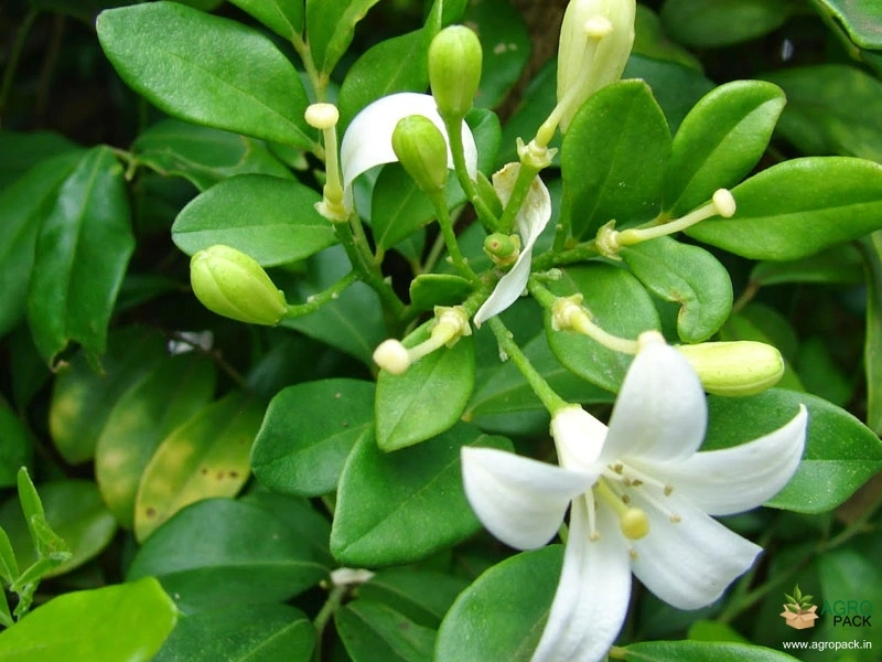 Orange-Jasmine2