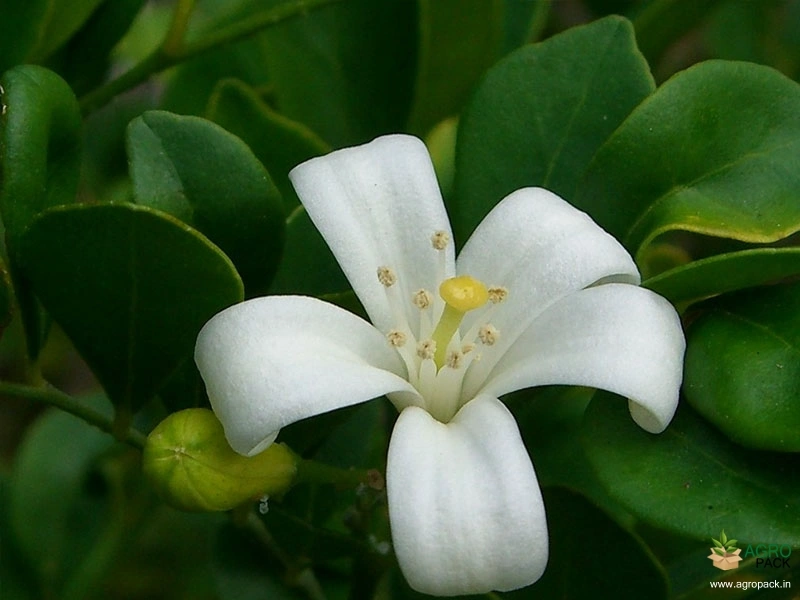 Orange-Jasmine3