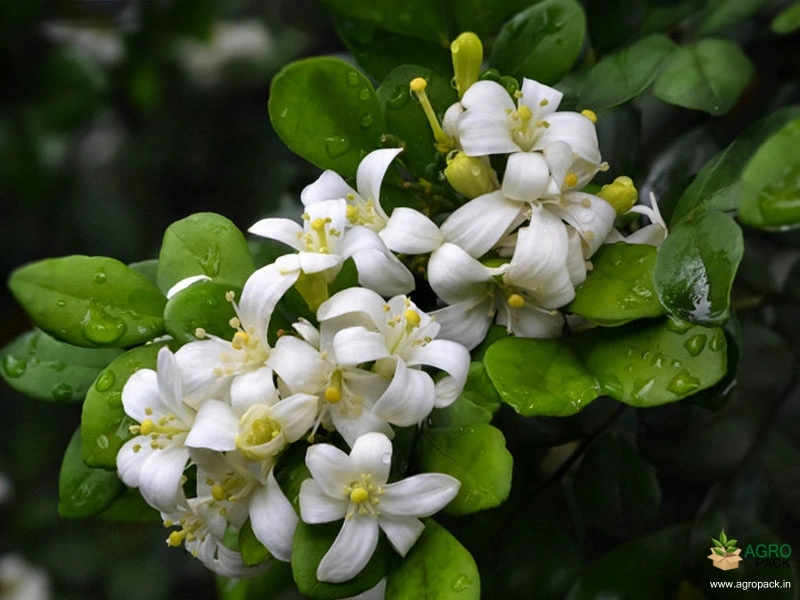 Orange-Jasmine4
