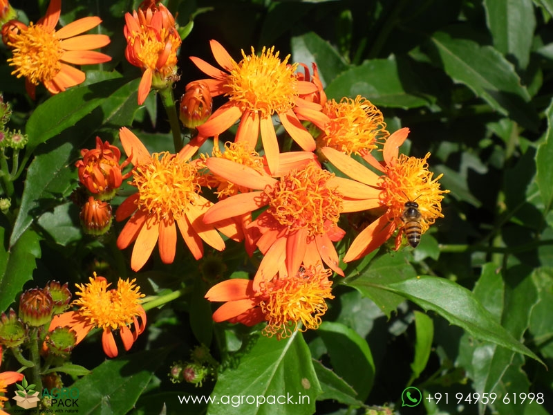 Orange-Mexican-Flame-Vine1