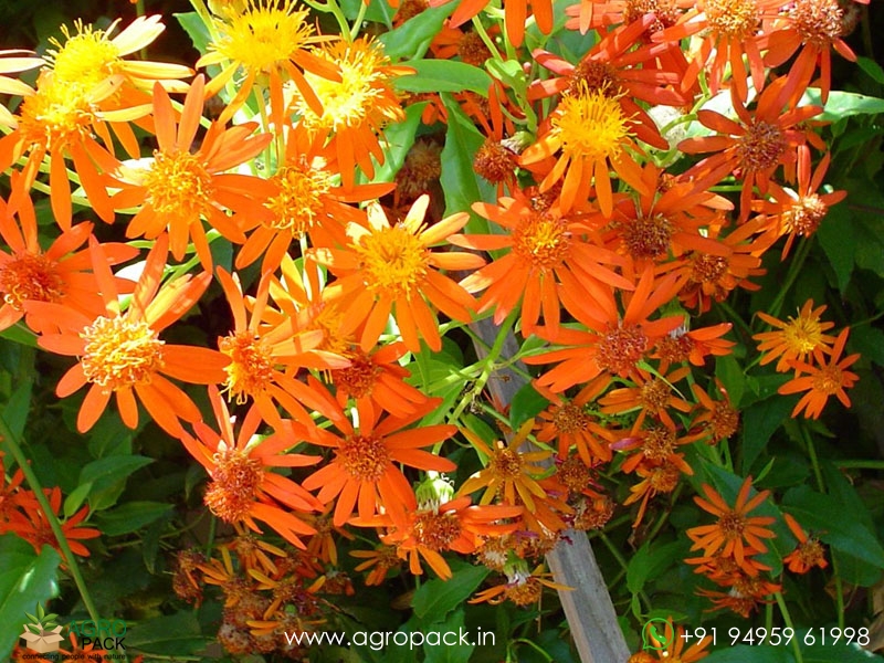 Orange-Mexican-Flame-Vine2