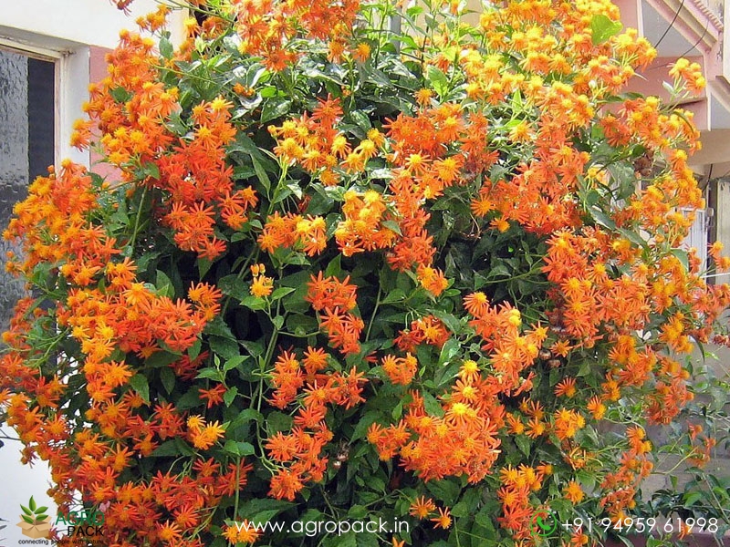 Orange-Mexican-Flame-Vine4