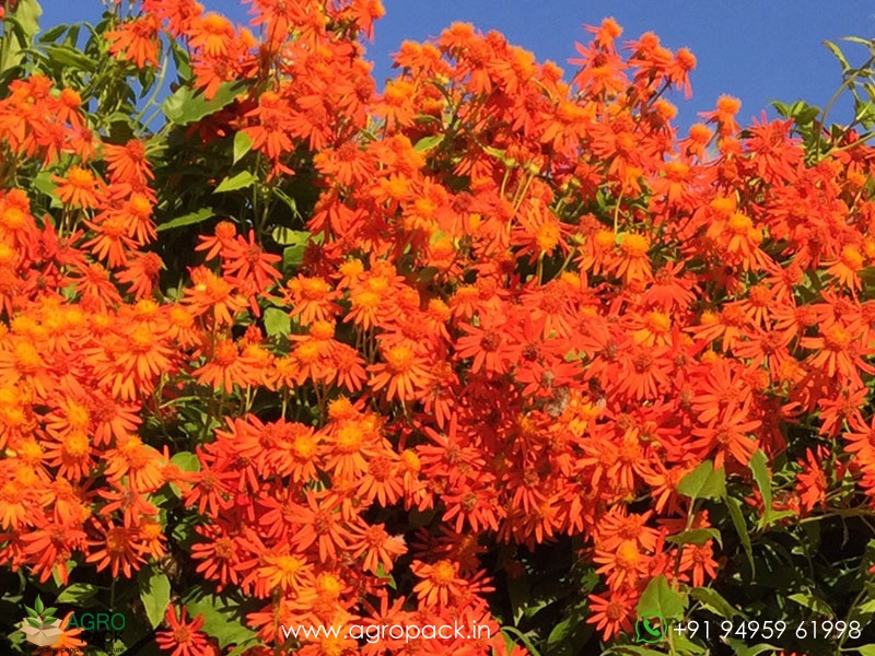 Orange-Mexican-Flame-Vine5