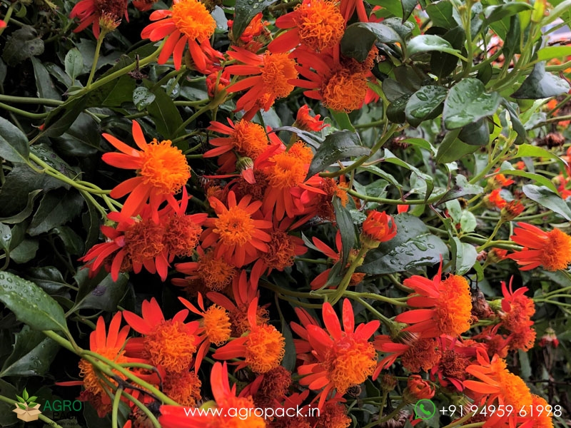 Orange-Mexican-Flame-Vine6