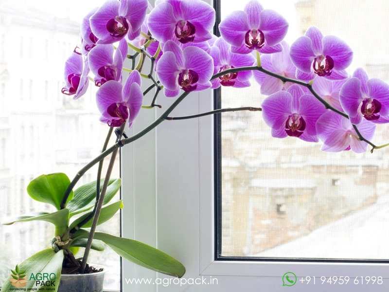 Orchid1