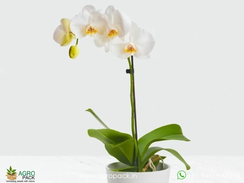 Orchid2