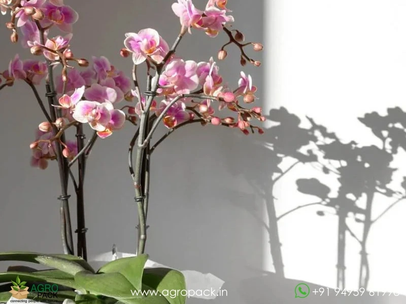 Orchid3