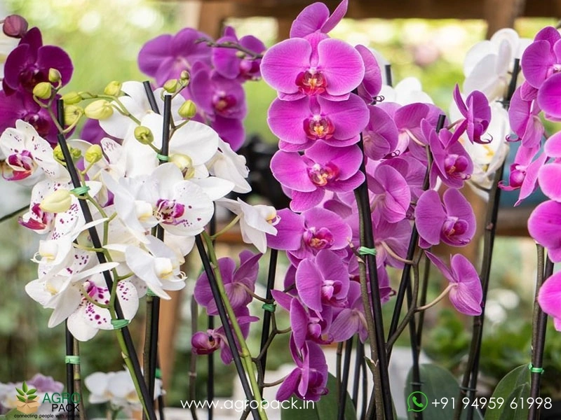Orchid4