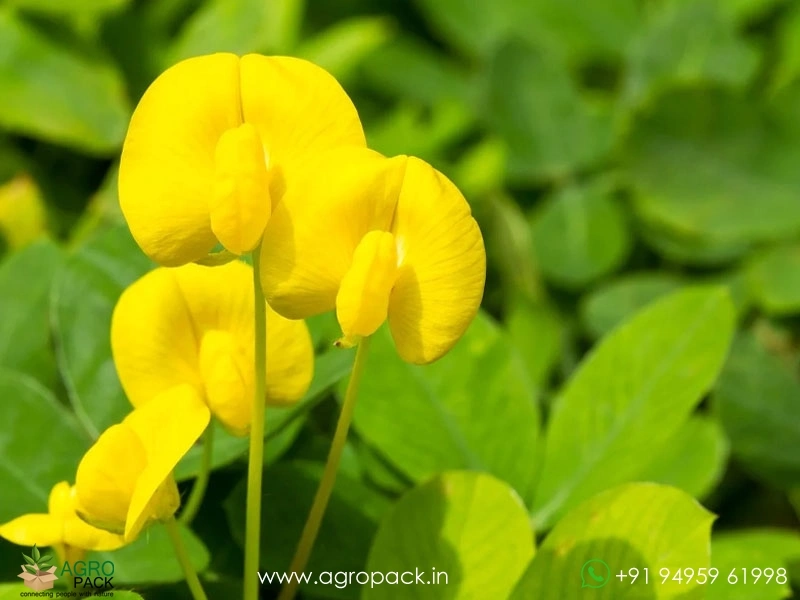 Ornamental-Peanuts1